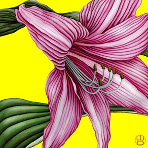 FLOR AMARÍLIS AQUARELA FUNDO AMARELO ALEGRIA PROSPERIDADE