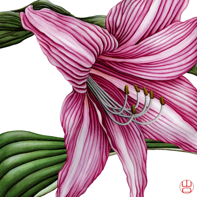 FLOR AMARÍLIS ROSA DELICADA AQUARELA MINIMALISTA