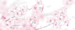 FLOR DE CEREJEIRA SAKURA ROSA PINK CHERRY BLOSSOM HORIZONTAL