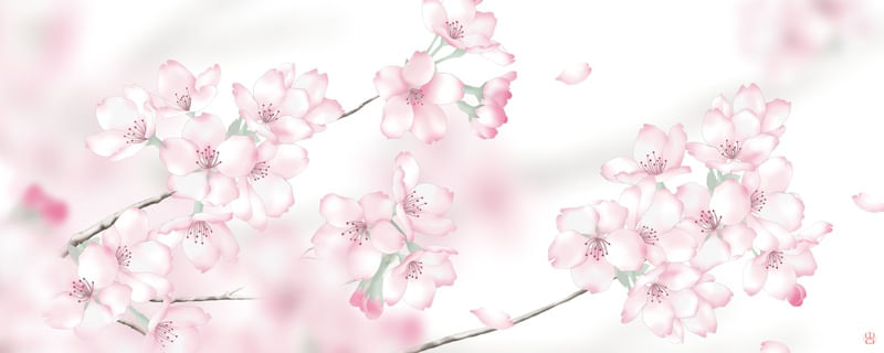 FLOR DE CEREJEIRA SAKURA ROSA PINK CHERRY BLOSSOM HORIZONTAL