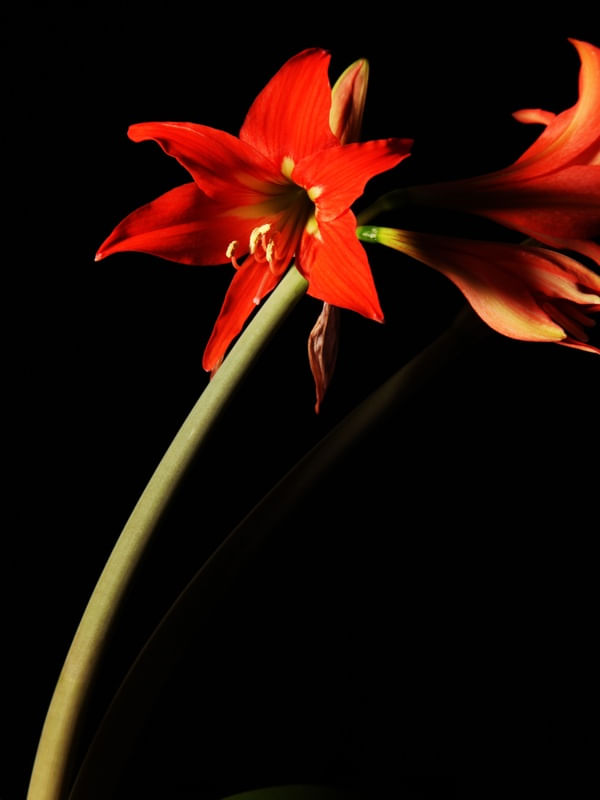 FLORES 1104B