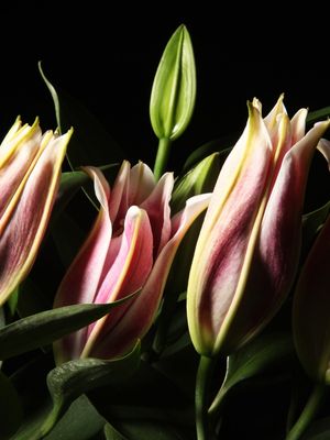 FLORES 1109B