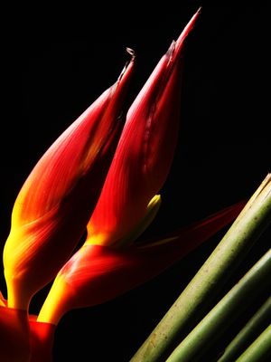 FLORES 1114B