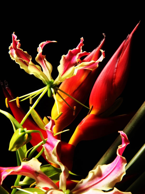 FLORES 1115B