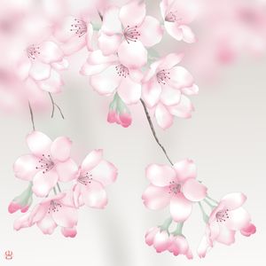 FLOR DE CEREJEIRA SAKURA ROSA QUADRADO