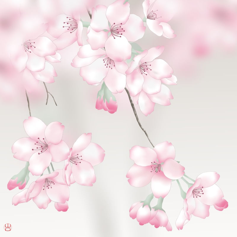 FLOR DE CEREJEIRA SAKURA ROSA QUADRADO