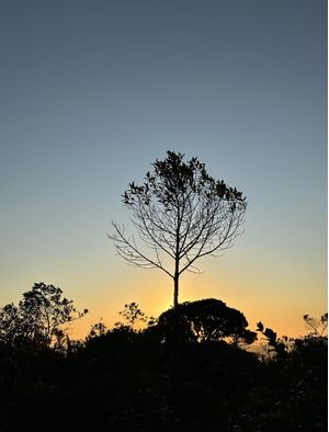 UMA ÁRVORE AO PÔR DO SOL NUM INVERNO QUALQUER