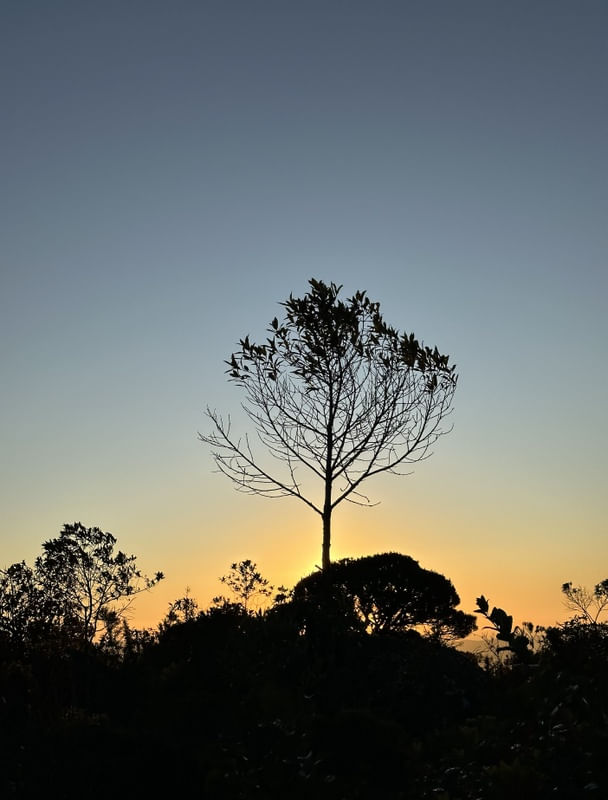 UMA ÁRVORE AO PÔR DO SOL NUM INVERNO QUALQUER