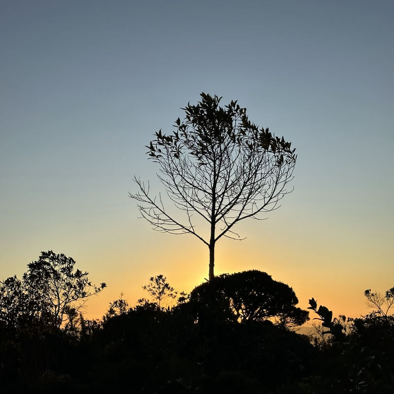 UMA ÁRVORE AO PÔR DO SOL NUM INVERNO QUALQUER QUADRADA