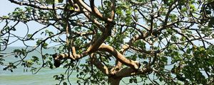 ARVORE DO MARAJO