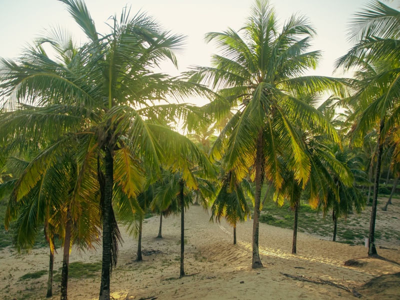 COQUEIROS - DIOGO - BAHIA - 6