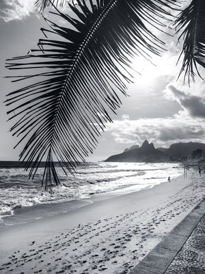 COQUEIRO IPANEMA