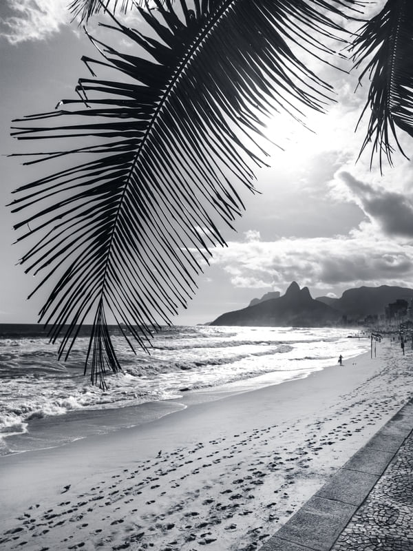 COQUEIRO IPANEMA