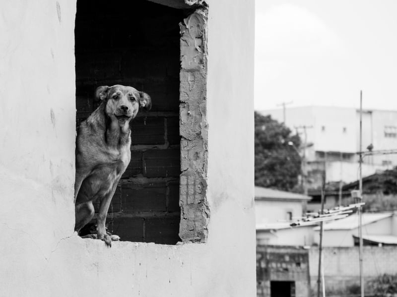 A JANELA PARA O MUNDO DE UM CÃO