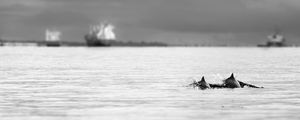 BOTOS E BARCOS NO MESMO MAR