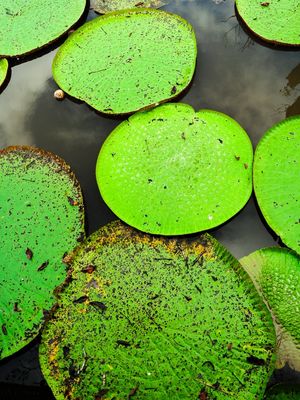 VITÓRIAS-RÉGIAS DO AMAZONAS