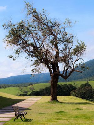 O BANCO E A ÁRVORE