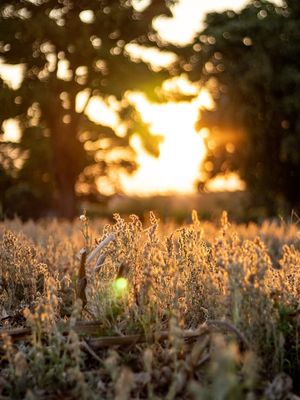 QUIET SUNSET III