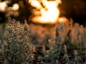 QUIET SUNSET IV