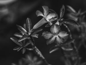 GARDEN III - CIANORTE - PR