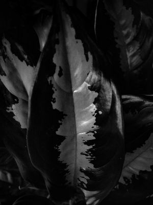 GARDEN V - CIANORTE - PR