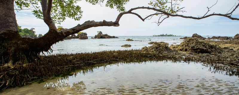 GALHO E VEGETAÇÃO DE ILHA DESERTA - PANORAMA
