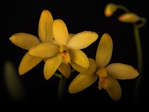 ORQUIDEA LAELIA AMARELA