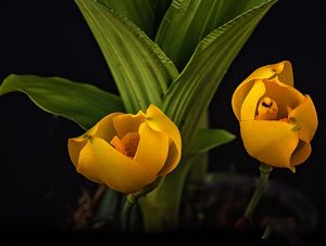 ORQUIDEA ANGULOCASTE
