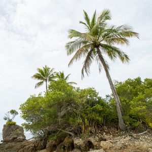 COQUEIRO EM ILHA DE PEDRAS - 02