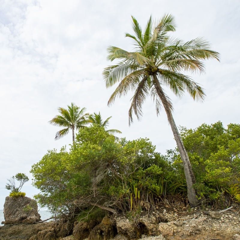 COQUEIRO EM ILHA DE PEDRAS - 02