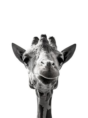 GIRAFA02