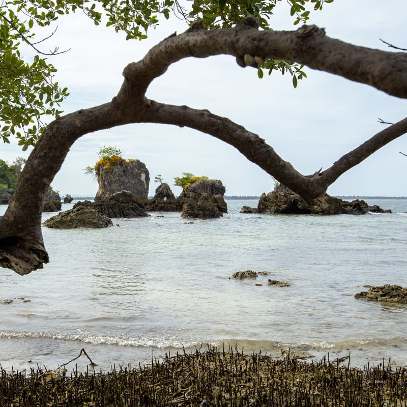 VEGETAÇÃO COM TRONCO E PEDRAS EM PRAIA DE ILHA DESERTA - QUADRADA