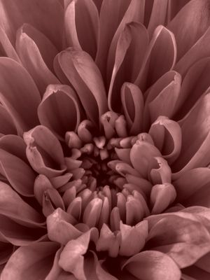 FLOR DESABROCHANDO - ROSA RENASCISTA