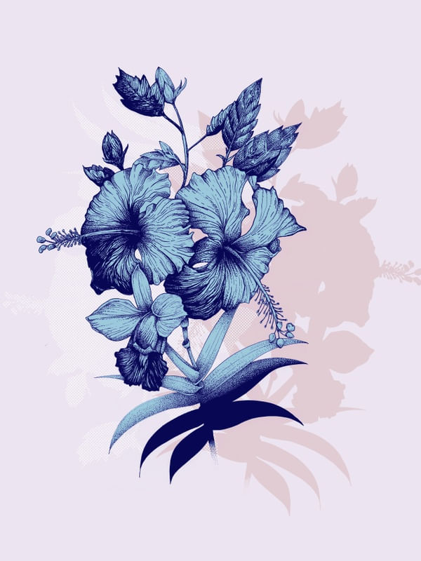 HIBISCOS E ORQUÍDEAS
