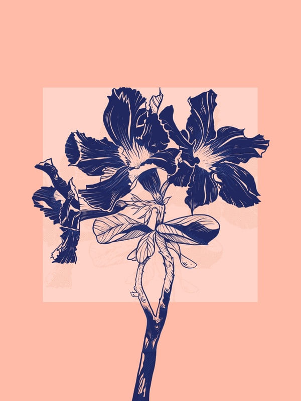 RAMO DE ROSAS DO DESERTO