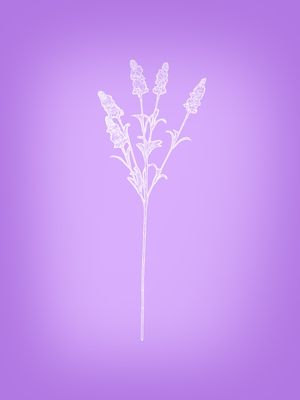 SOM DE LAVANDA 01