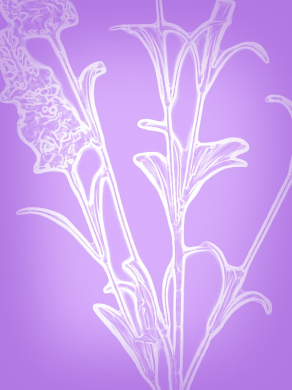 SOM DE LAVANDA 02