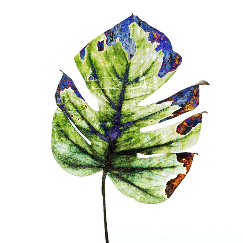 MONSTERA COLORS 1