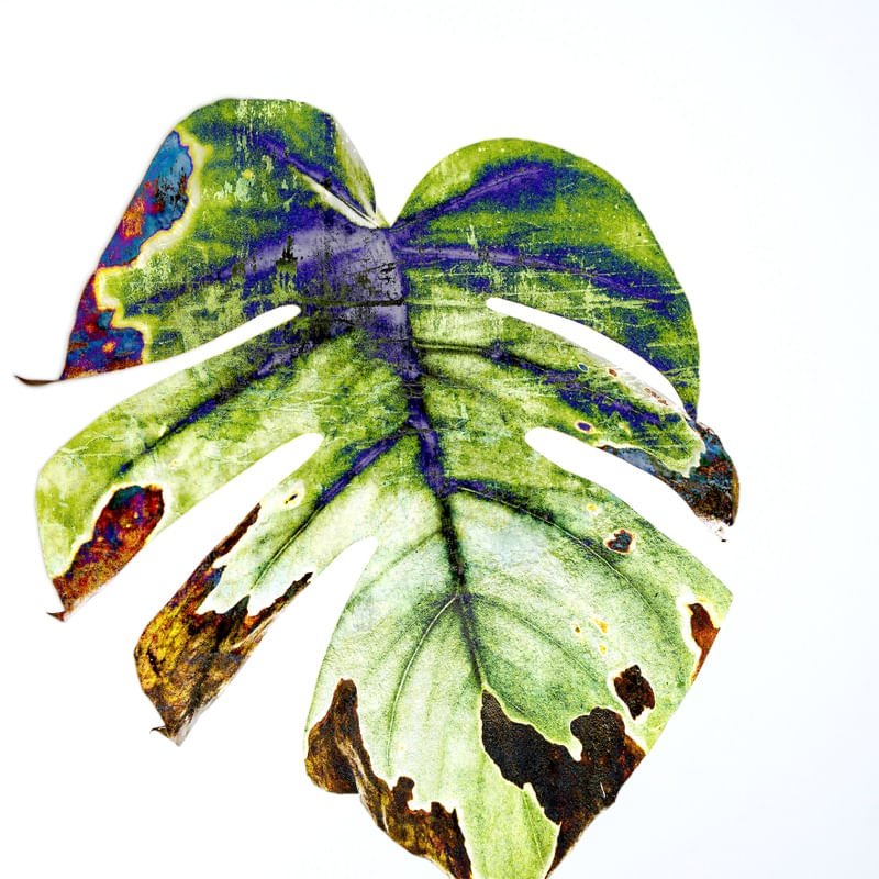 MONSTERA COLORS 2
