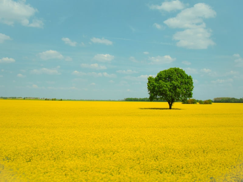 GERMANY CANOLA