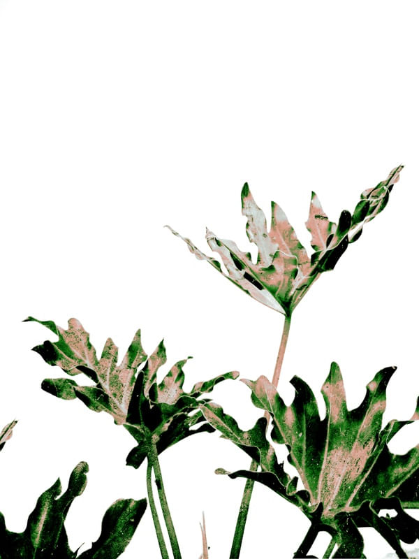 TROPICAL LEAF 2