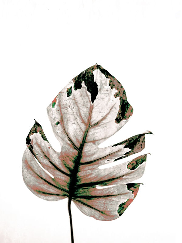 LEAF TROPICAL 3