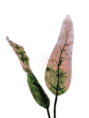 LEAF TROPICAL 4