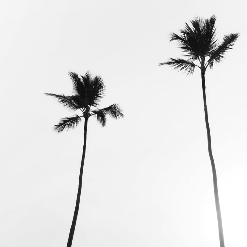 COQUEIRO CARIOCA 2