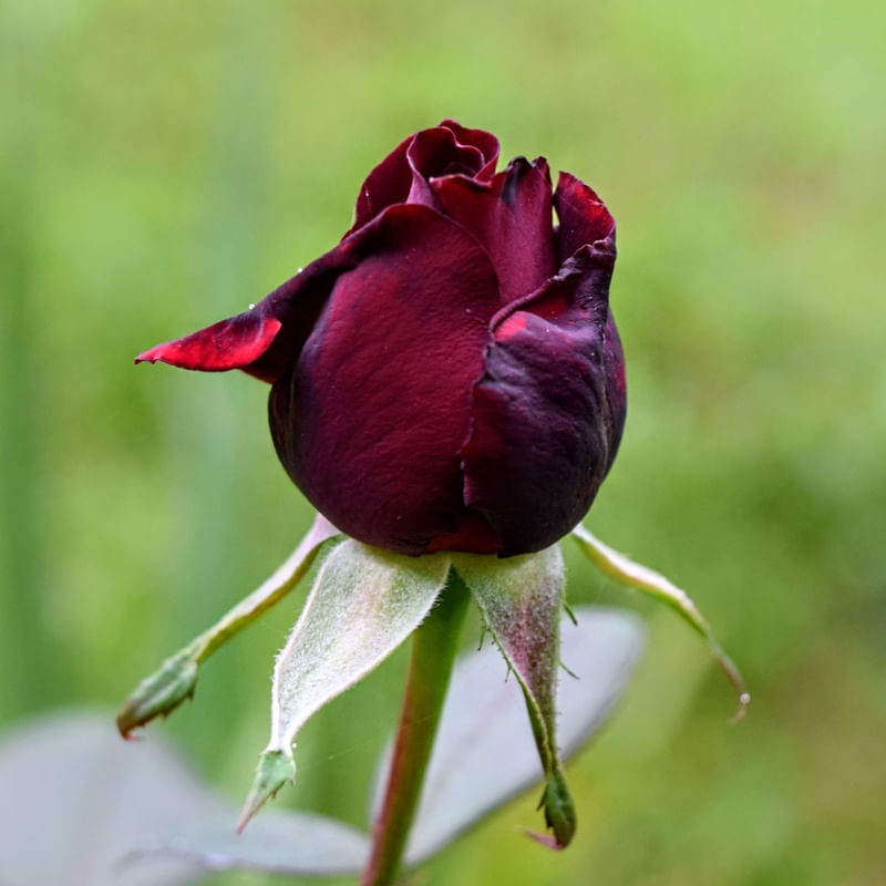 BOTAO DE ROSA VERMELHA