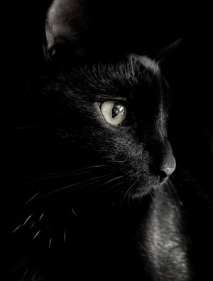 GATO DA SORTE - RETRATO