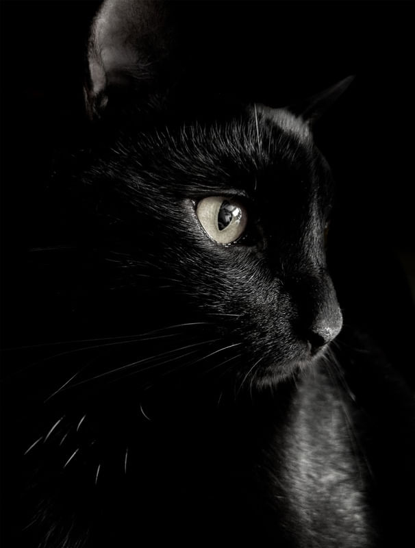 GATO DA SORTE - RETRATO