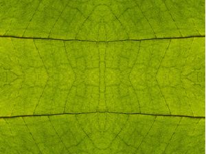 FOLHA FRACTAL