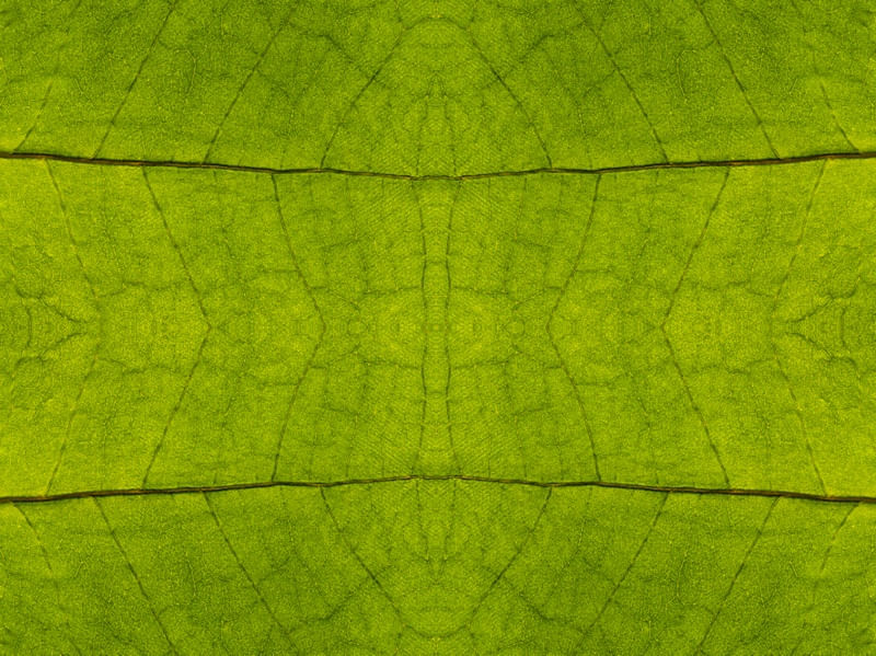 FOLHA FRACTAL