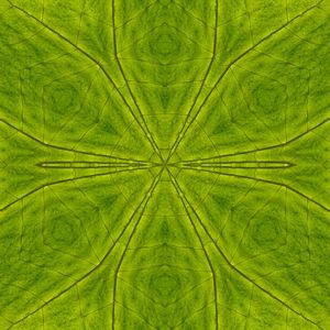 FRACTAL VEGETAL